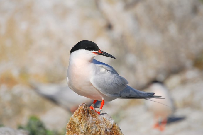 Крачка Инка