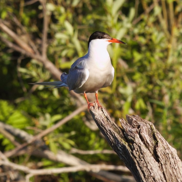 Серебрица птица фото