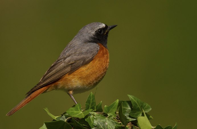 Phoenicurus Phoenicurus male