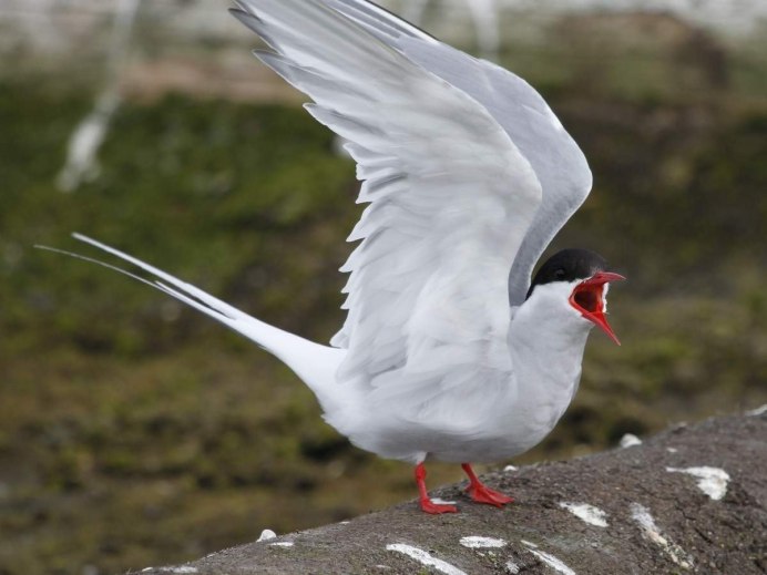 Белокрылая Болотная крачка
