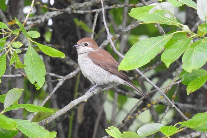 Американский бекасовидный веретенник