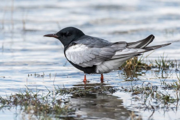Красноголовый Соловей
