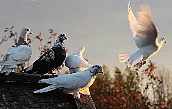 Голуби панорама