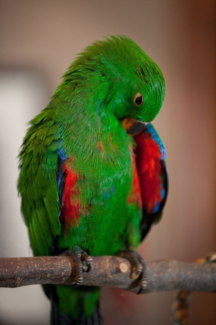 Indian ringneck попугай