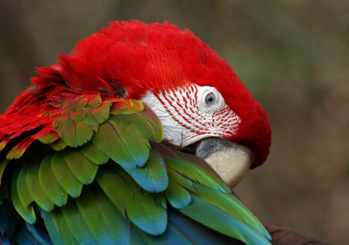 Flaubert"s Parrot