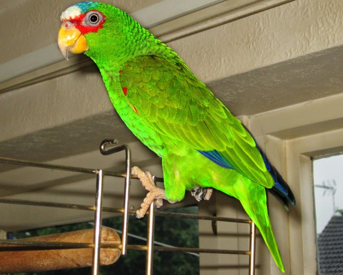 Cyanoramphus novaezelandiae