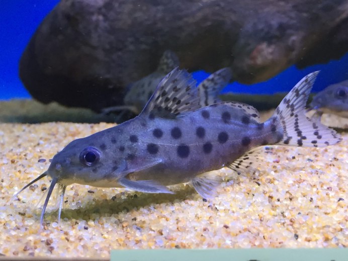 Sewellia lineolata