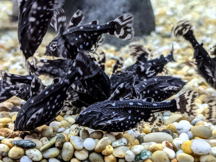 L287 Hypancistrus SP