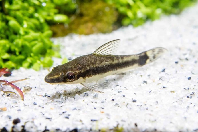 Suckermouth Catfish