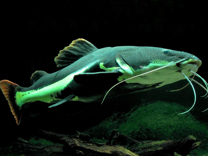 Flathead Catfish