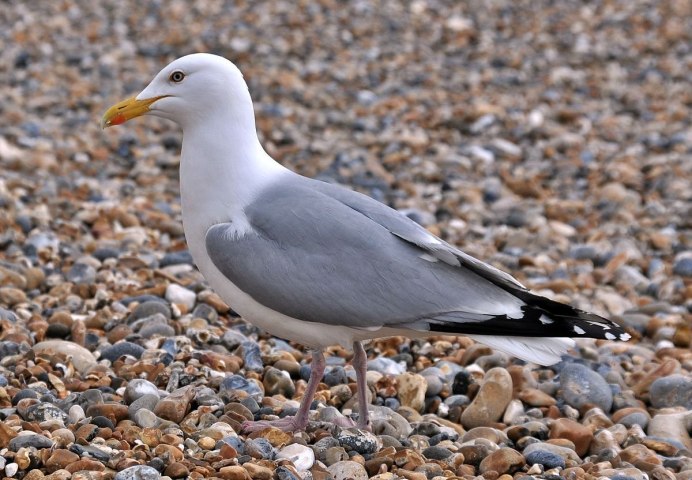 Серебристая Чайка Larus argentatus