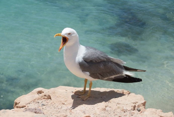 Чайка Seagull