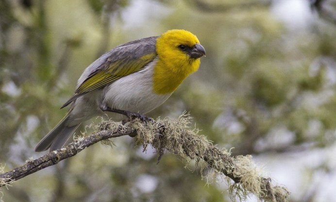 Гавайская птица палила