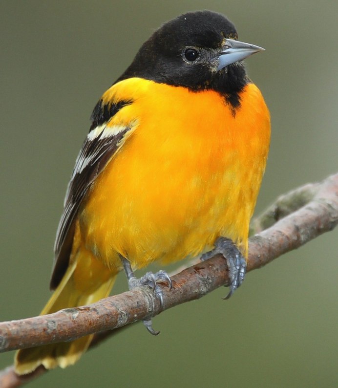 Синяя птичка с желтой грудкой