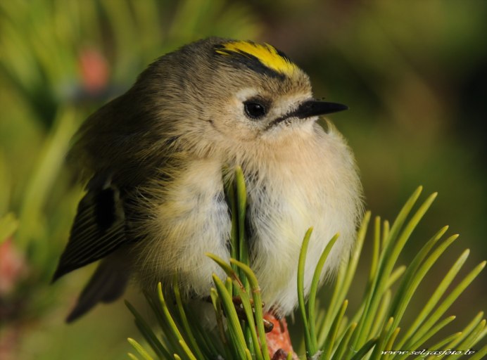 Желтоголовый королёк