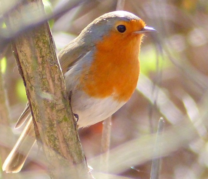Дубровник (Emberiza aureola)