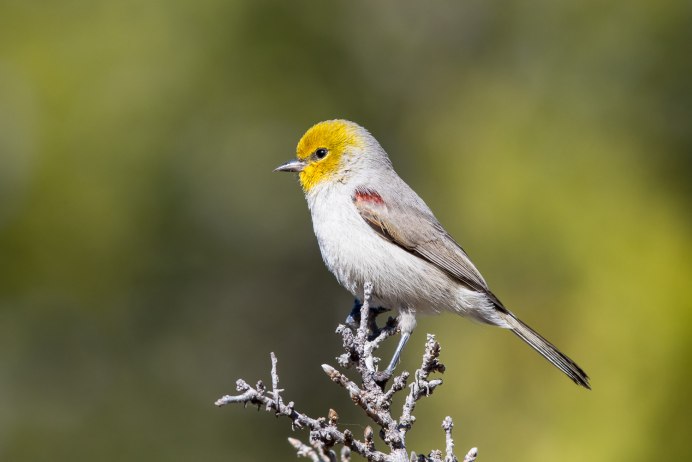 Синехвостка Сибирская