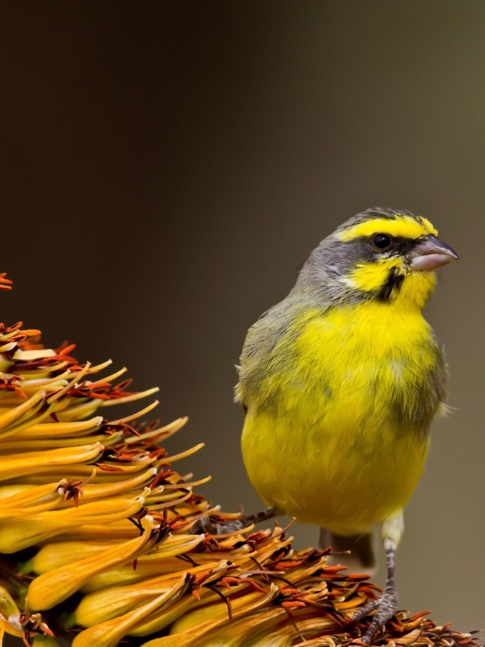 Певчая птичка с красной грудкой