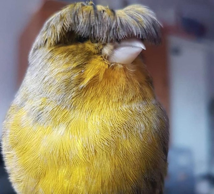 Желтые птички