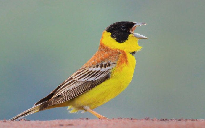 Кенар Глостер