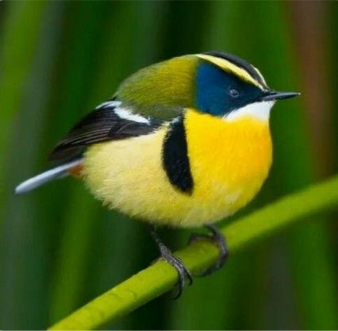 Blue elderly American Goldfinch