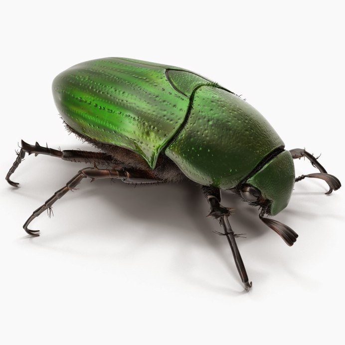 Жук скарабей