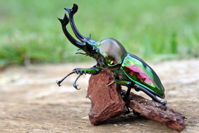 Скоробейник Жук