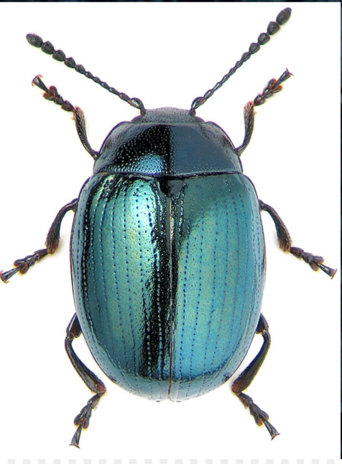 Жужелица и Майский Жук