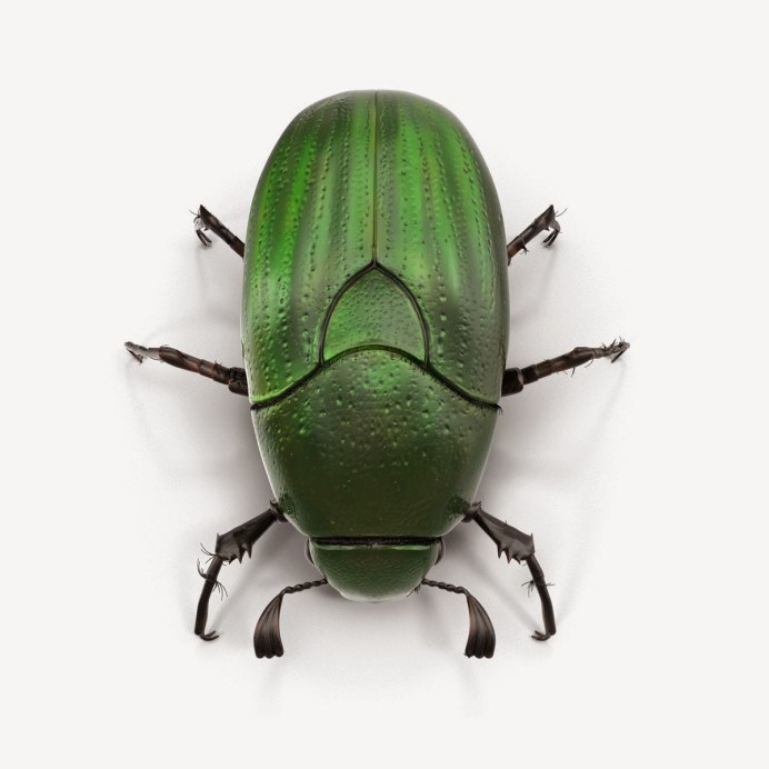 Жук скарабей зеленый