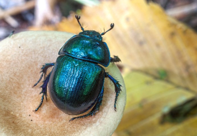 Жук навозник скарабей