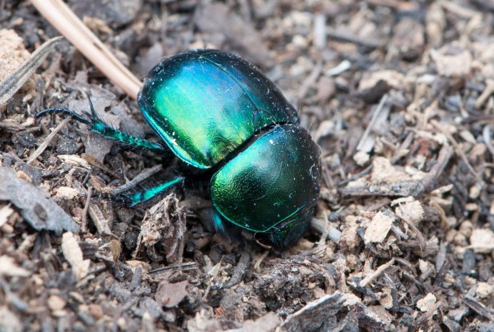 Жук скарабей зеленый