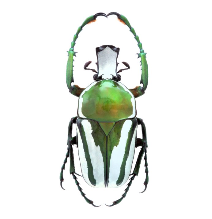 Бронзовка Жук изумрудный