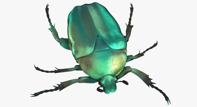 Жук скарабей золотой Жук скарабей