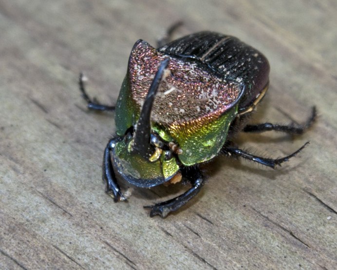 Цветочный Жук Mecynorrhina torquata