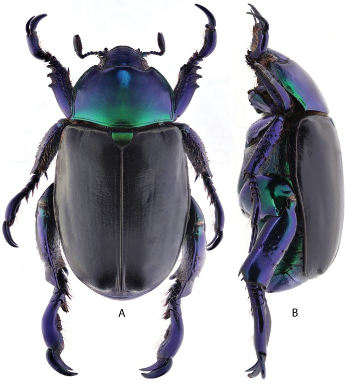 Скарабей и Майский Жук