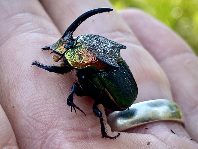 Скарабей и Майский Жук