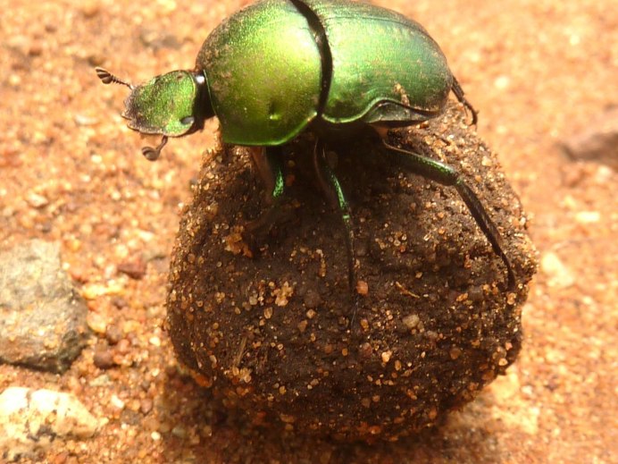 Скарабей навозник