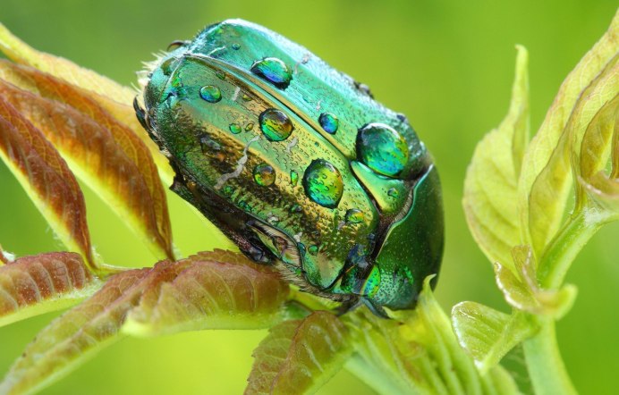 Жук бронзовик желтый