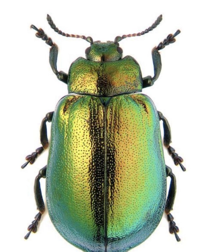 Жук скарабей зеленый