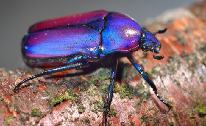 Скарабеи Геншин