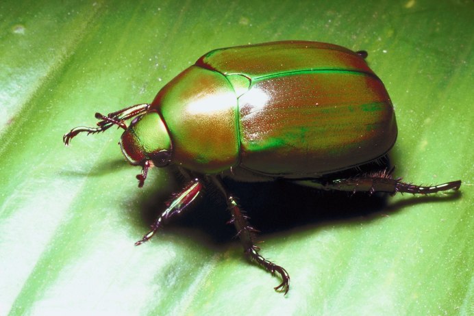 Шаранка Майский Жук