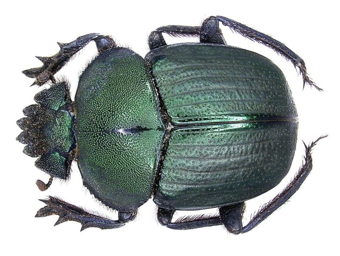 Жук навозник зеленый