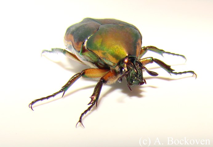 Жук скарабей анатомия