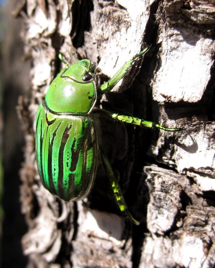 Rhamphorrhina bertolonii