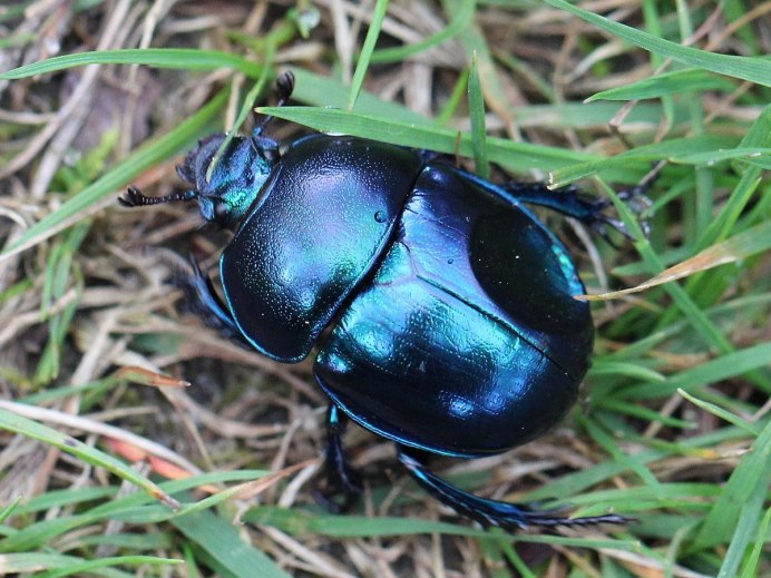 Жук навозник зеленый