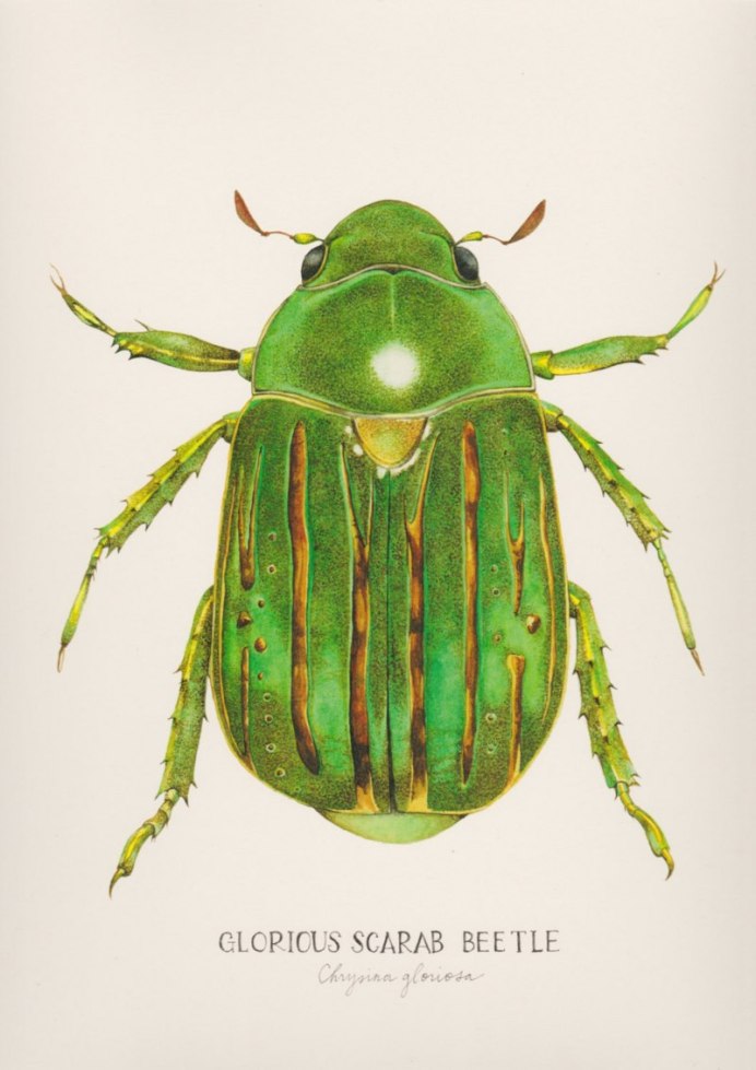 Scarab Beetle Art