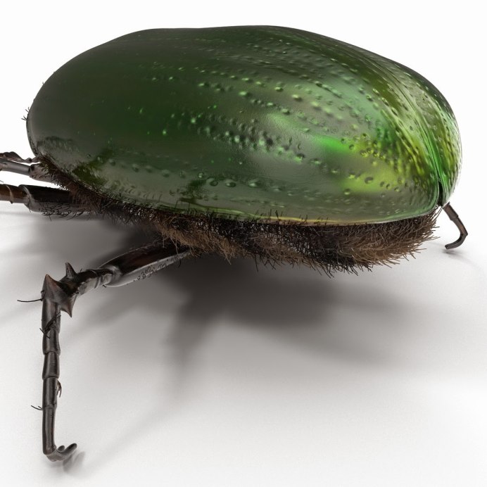 Жук ламприма золотистая