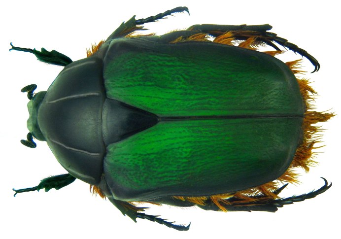 Брошь Жук скарабей