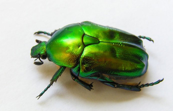 Жук скарабей зеленый