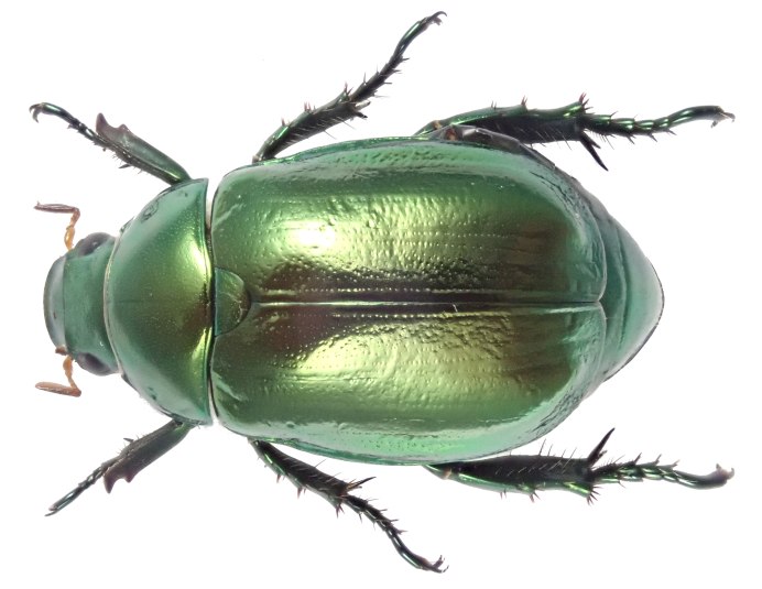 Sagra oberthuri Жук